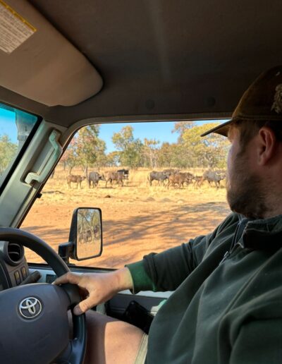 Barend tracking a buffalo herd on a game drive
